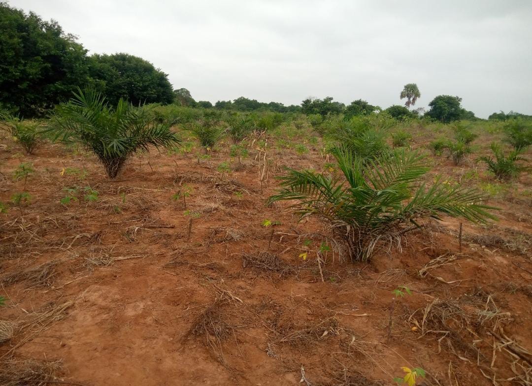 Palm and coconut cultivation across two sites
